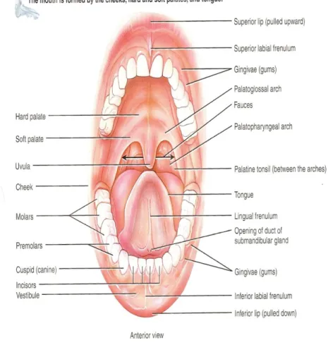 Gambar 2.1. Rongga mulut manusia. Sumber: Tortora dan Derrickson, 2006. 
