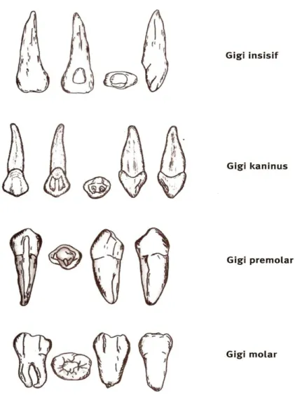 Gambar 2.2. Jenis-jenis gigi manusia. Sumber: Pratiwi, 2009. 