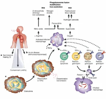 Gambar 2.4. Patogenesis tuberkulosis 