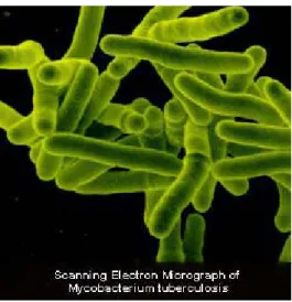 Gambar 2.2. Mycobacterium tuberculosis, gram positif, organisme obligat  aerob 22