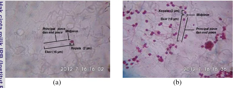 Gambar 3  Morfologi spermatozoa ikan nila merah ( Oreochromis sp.) 