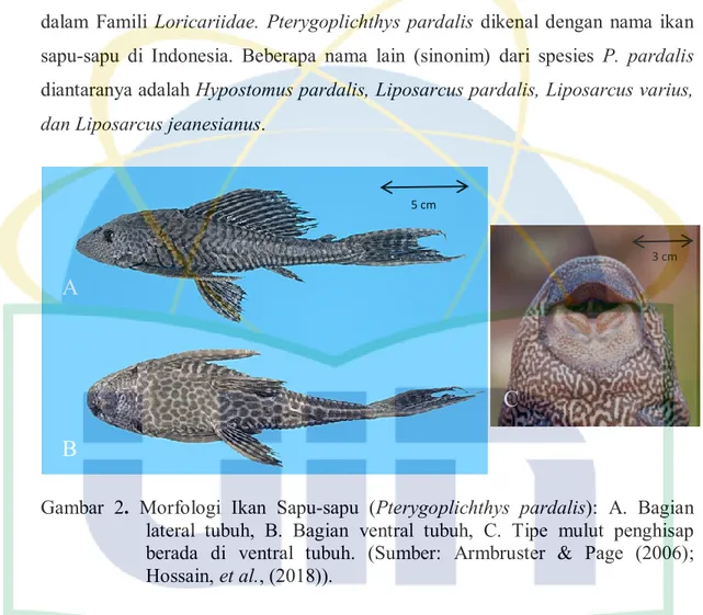 Gambar  2.  Morfologi  Ikan  Sapu-sapu  (Pterygoplichthys  pardalis):  A.  Bagian  lateral  tubuh,  B