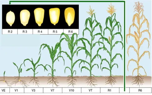 Gambar 6. Fase pertumbuhan tanaman jagung.