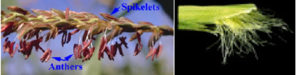 Gambar 3. Kiri, bunga jantan (anther dan spikelet), dan kanan bunga betina (silk).