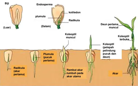 Gambar 5. Perkecambahan benih jagung.