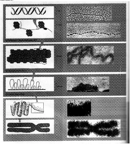 Gambar 3. Tingkatan pengemasan kromatin, rangkaian tahap perkembangan dari penggulungan  dan pelipatan DNA yang diakhiri  dengan terbentuknya  kromosom metafase yang sangat padat