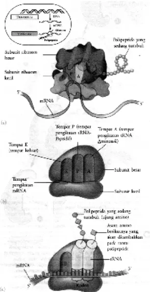 Gambar 6. Struktur tRNA  (A) dan peran enzim 