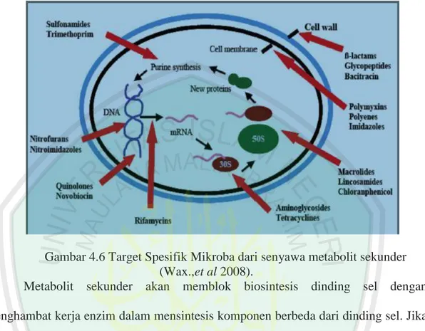 Gambar 4.6 Target Spesifik Mikroba dari senyawa metabolit sekunder  (Wax.,et al 2008)