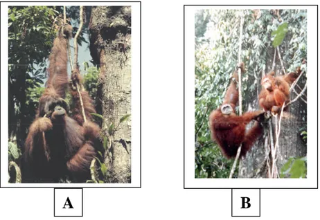 Gambar 2. Orangutan jantan (A), dan orangutan pradewasa serta betina dengan anak (B) menggunakan liana untuk keluar masuk pohon besar.