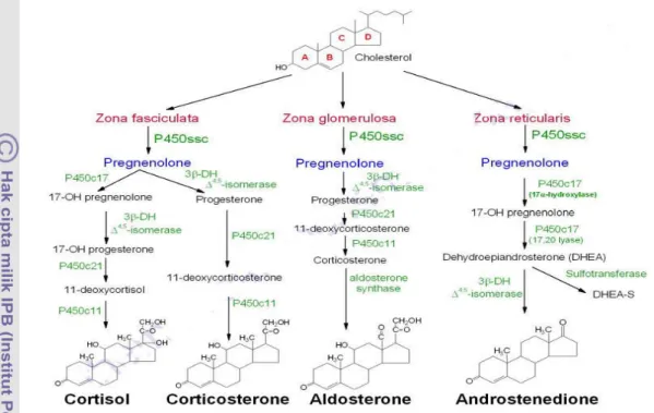 Gambar 5  : Biosintesis perubahan kolesterol menjadi hormon steroid di korteks  adrenal (Martin &amp; Crump 2003; King 2009)