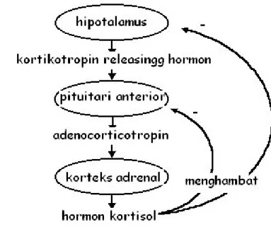 Gambar  6: Sekresi hormon glukokortikoid (Nelson 2005). 