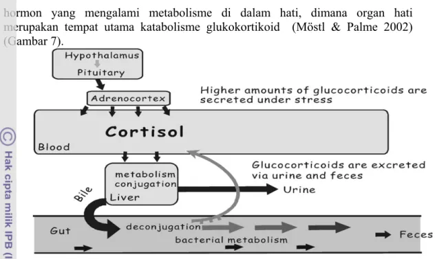 Gambar 7. Metabolisme glukokortikoid di dalam tubuh (Möstl &amp; Palme 2002). 