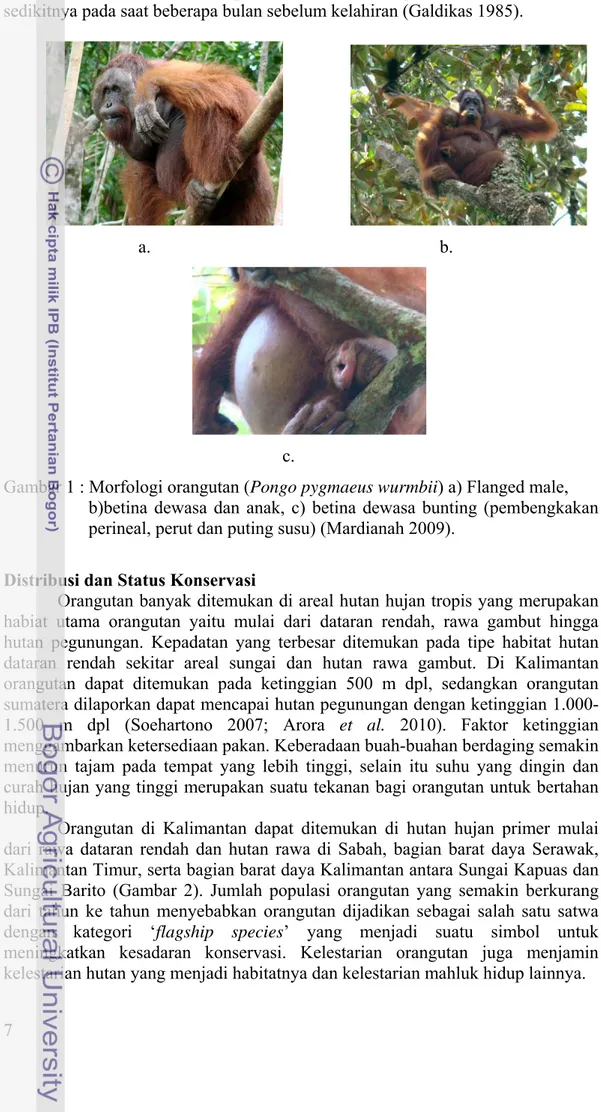 Gambar 1 : Morfologi orangutan (Pongo pygmaeus wurmbii) a) Flanged male,   b)betina dewasa dan anak, c) betina dewasa bunting (pembengkakan  perineal, perut dan puting susu) (Mardianah 2009)