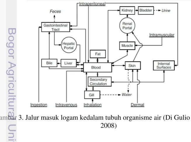 Gambar 2. Ikan Nila ( Oreochromis niloticus) 