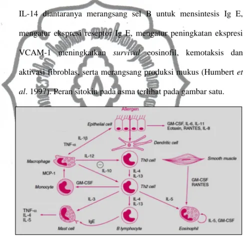 Gambar 1. Sitokin yang terlibat dalam patogenesis asma. Berbagai  sitokin  dikeluarkan  oleh  sel  inflamasi  dan  sel  pembentuk  struktur  saluran  napas,  membentuk  suatu  orkestra inflamasi