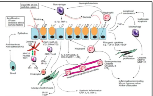 Gambar  6.  Proses  inflamasi,  sel-  sel,  dan  mediator  inflamasi  yang  terlibat  pada  patogenesis PPOK