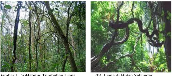 Gambar 1. (a)Habitus Tumbuhan Liana      (b). Liana di Hutan Sekunder 