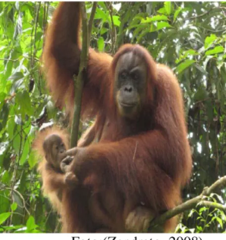 Gambar 2. Orangutan Sumatera (Pongo abelii. Lesson, 1827.)