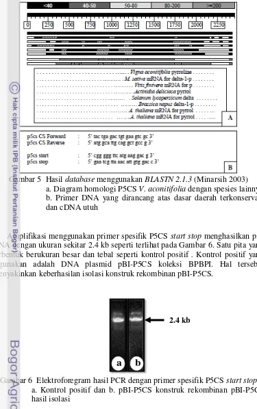 Gambar 5  Hasil  database menggunakan BLASTN 2.1.3 (Minarsih 2003) 