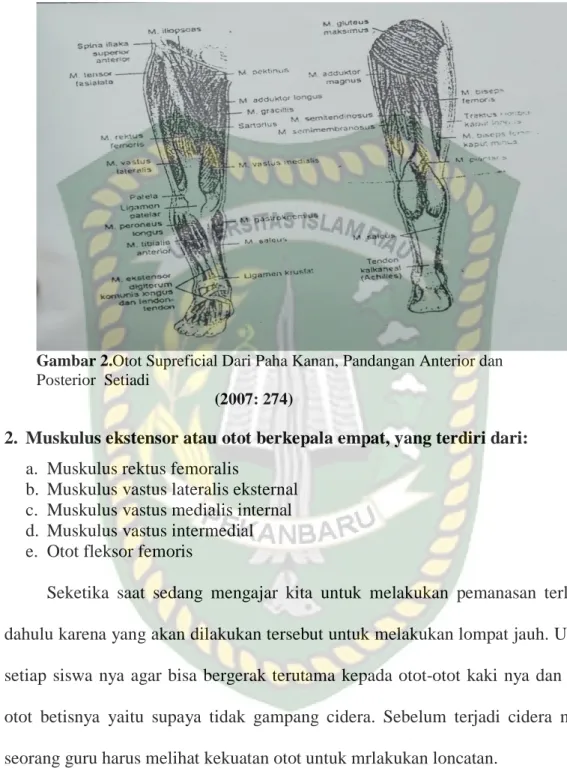 Gambar 2.Otot Supreficial Dari Paha Kanan, Pandangan Anterior dan   Posterior  Setiadi  