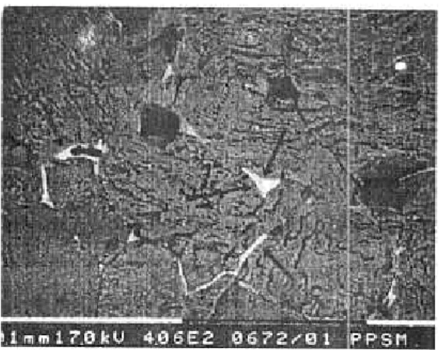 Gambar 8. Struktur mikro  sampel ZnO+I%mol  Nb20S  disinter  14000C/lJam (Difoto  menggunakan SEM mode BSE), memperlihatkan kehadiran