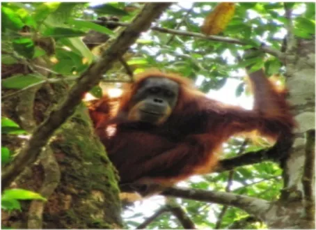 Gambar 5 Orangutan betina dewasa (Indah).