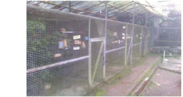 Gambar 2  Kandang rehabilitasi kukang di Yayasan IAR Bogor  Pencatatan  aktivitas  dan  perilaku  kukang  sumatera  dilakukan  dengan  mengklasifikasikannya  ke  dalam  tiga  jenis  tahapan  pengamatan,  yaitu  aktivitas  harian saat sebelum diberi pengaya