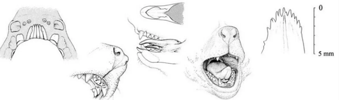 Gambar 6.Struktur gigi sisir (tooth comb) pada Loris tardigradus nordicus, lidah untuk membersihkan tooth comb, organ olfaktori (Loris Husbandry manual, 2003).