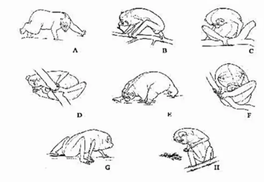 Gambar 7. Perilaku aktif sendiri pada kukang. A) berjalan, B) mencium bau, C) menelisik sendiri, D) menggaruk bagian tubuh, E) mencari makan, F) menutupi muka, G) penendaan dengan urin, dan H) berdiri dengan kedua kaki ( Fitch-Snyder et al., 1999).