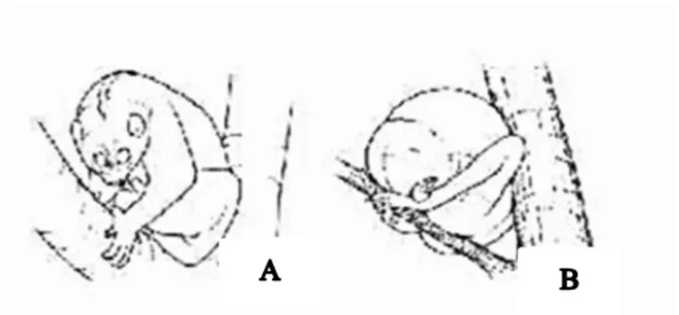 Gambar 8. A) duduk istirahat, B ) Sleeping ball (Fitch- (Fitch-Snyder et al., 1999).
