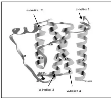 Gambar 4  Struktur protein 4α-helix pada gen leptin (Zhang et al. 1997). 