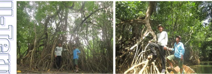 Gambar 4. Kondisi  visual  vegetasi  hutan  mangrove  pada  sublokasi  jauh  dari  sungai  di  Desa  Wabintingi Kecamatan Lohia 