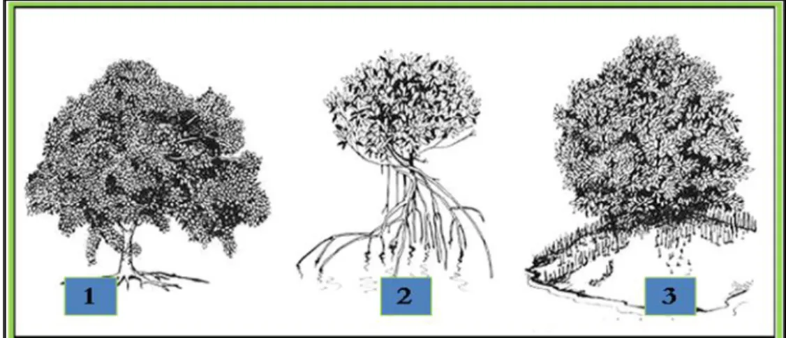 Gambar 7.2  Jenis pohon bakau yang dijumpai di Indonesia  2.  Do Nothing, relokasi 