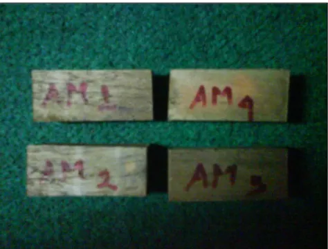 Gambar 4   Sampel  Acacia mangium.                      