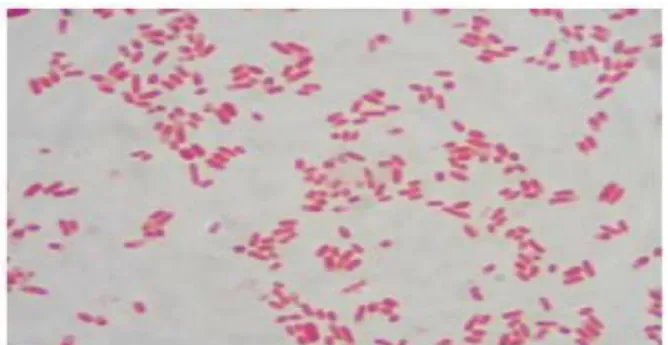 Gambar 2. Escherichia coli, perbesaran 1000x (Jawetz, dkk., 2008). 