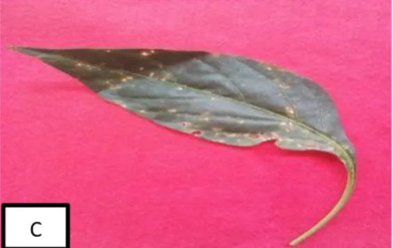 Gambar  6.  Bercak  daun  (Cescospora  capsici)  pada  lahan  percobaan menggunakan pestisida 