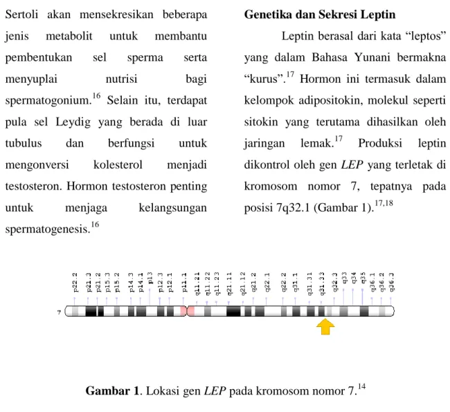 Gambar 1. Lokasi gen LEP pada kromosom nomor 7. 14   