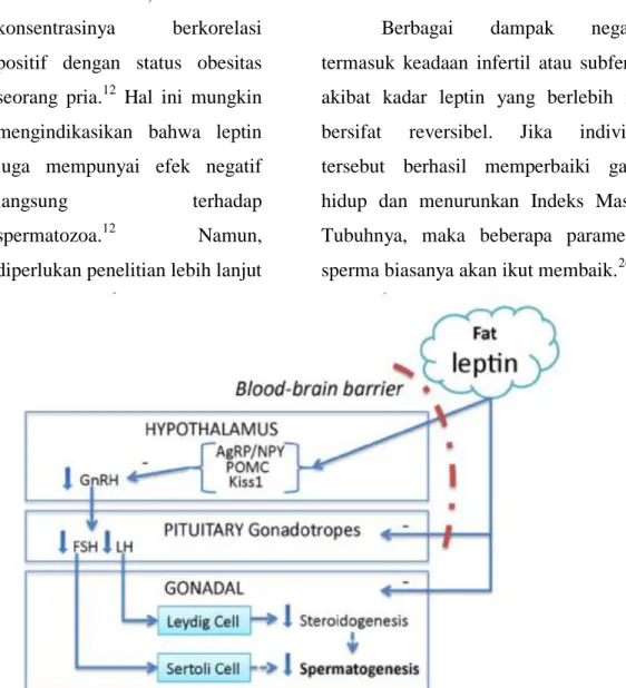 Gambar 2. Pada keadaan obesitas yang mengarah ke resistensi leptin,  ketidakmampuan leptin bekerja pada neuron hipotalamus dan mengaktivasi sekresi 
