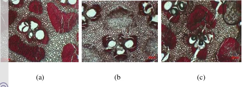 Gambar 2.1  Struktur mikroskopis tiga jenis bambu pada bidang transversal           