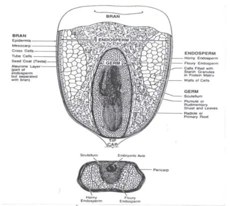 Gambar 1. Struktur biji jagung (Johnson, 1991)