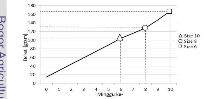 Gambar 1 Pertumbuhan bobot rata-rata ikan lele dombo Clarias sp. per ekor tiap 