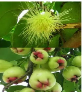 Gambar 2.1 Jambu semarang (Widodo,2015)  Daun  jambu  semarang  (Syzygium  samarangense)  (BL) Merrill &amp; Perry mengandung 