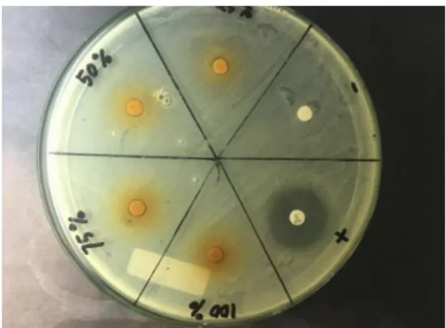 Gambar 2.7 contoh hasil uji antibakteri metode  difusi sumuran (Trisnani, 2018)  Metode  difusi  juga  terbagi  menjadi  beberapa metode, yaitu: 