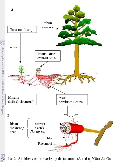 Gambar 2 Simbiosis ektomikoriza pada tanaman (Anonim 2006) A: Gambaran 