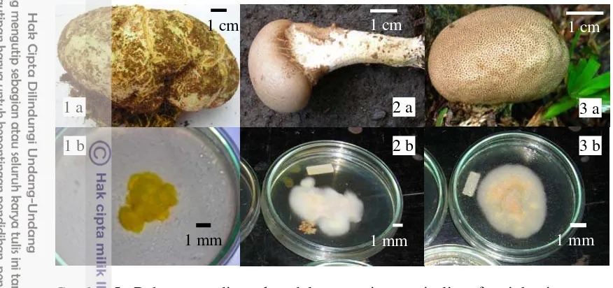 Gambar 6 Penempatan inokulum miselium fungi ektomikoriza pada cawan Petri: 