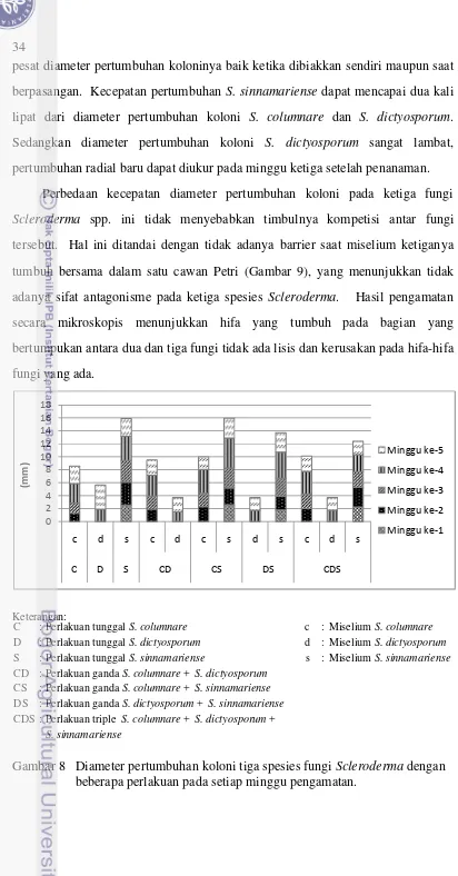 Gambar 8 Diameter pertumbuhan koloni tiga spesies fungi Scleroderma dengan 