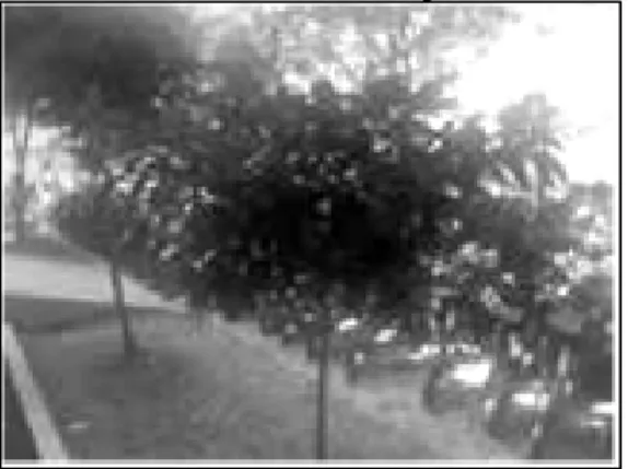 Gambar 1. Pohon Tanjung 
