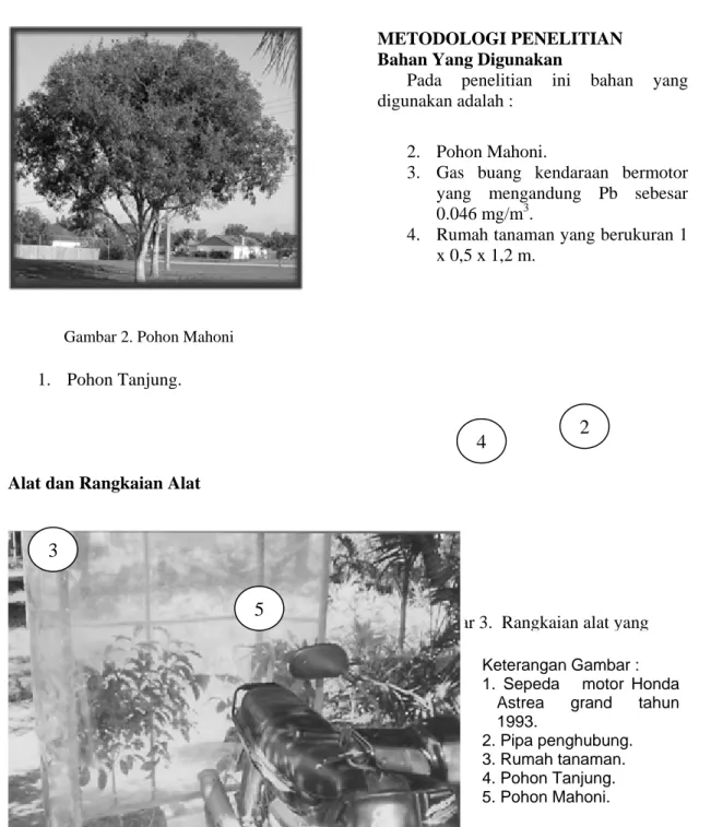 Gambar 2. Pohon Mahoni  1.  Pohon Tanjung. 