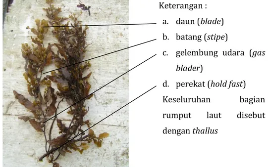 Gambar 2. Morfologi rumput laut 1 