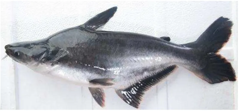 Gambar 2.3. Ikan Patin (Pangansius hypopthalmus) 